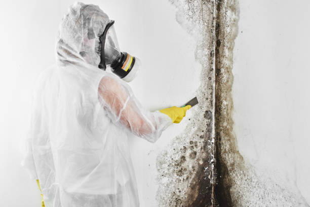 Best Bathroom Mold Remediation in Prairie Du Sac, WI