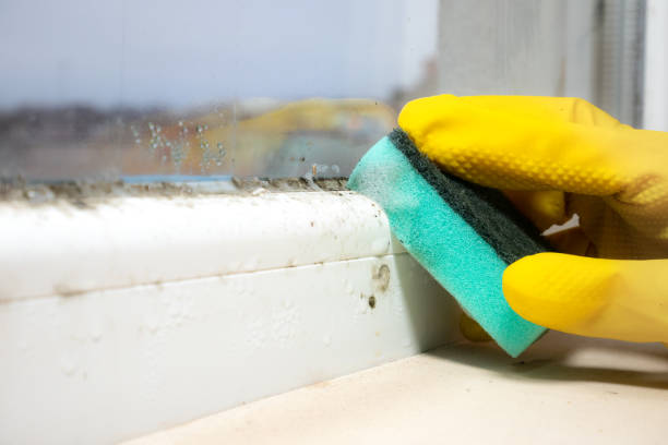 Best Kitchen Mold Remediation in Prairie Du Sac, WI