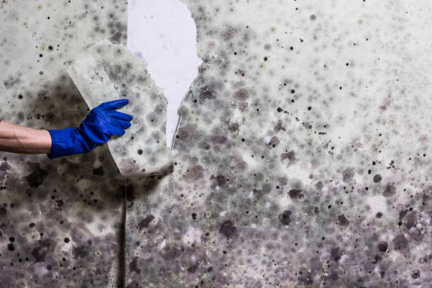 Best Localized Mold Remediation (e.g., coastal areas, humid climates) in Prairie Du Sac, WI